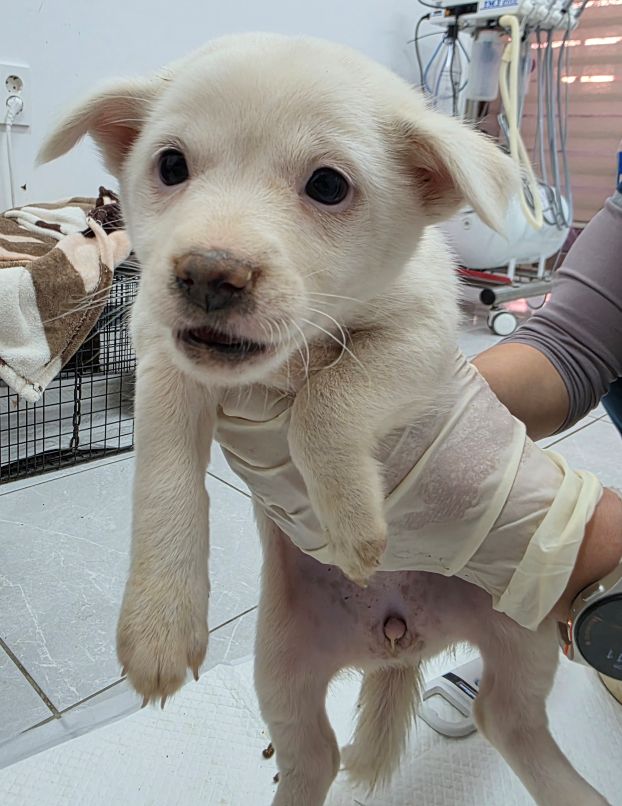 담양군 동물보호센터_446485202500733